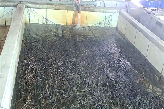 Ảnh: Quang cảnh đang thay nước bể lươn