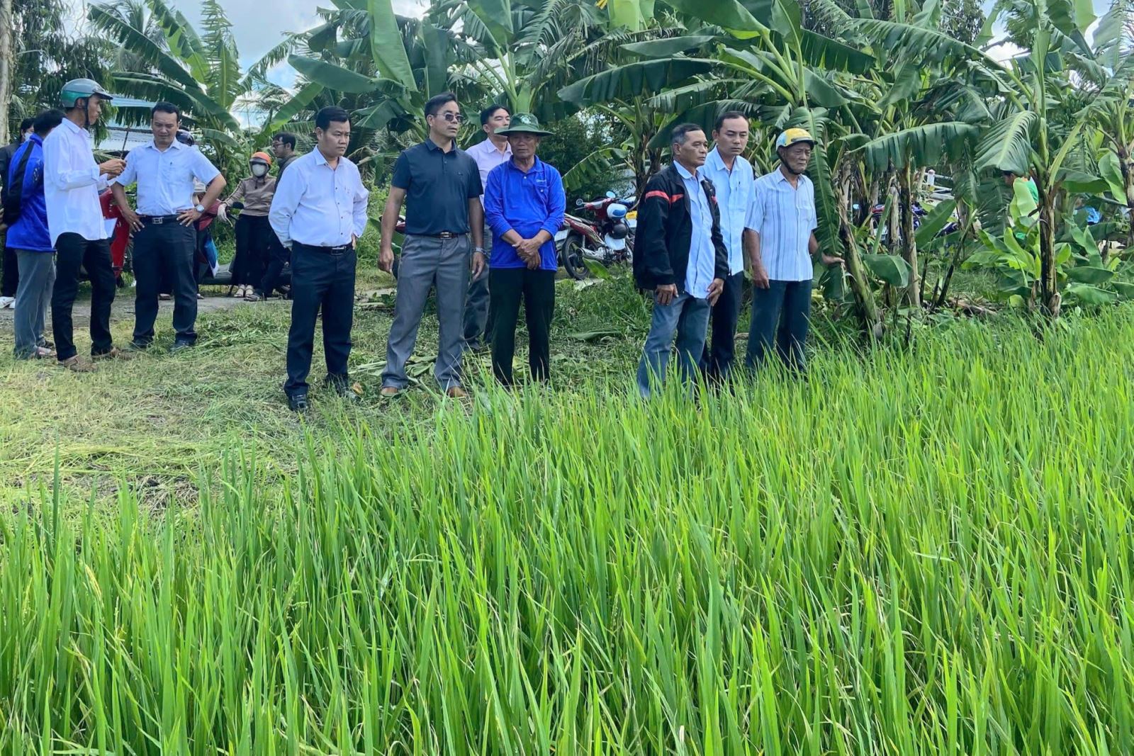 Tham quan thực tế lớp tập huấn lúa